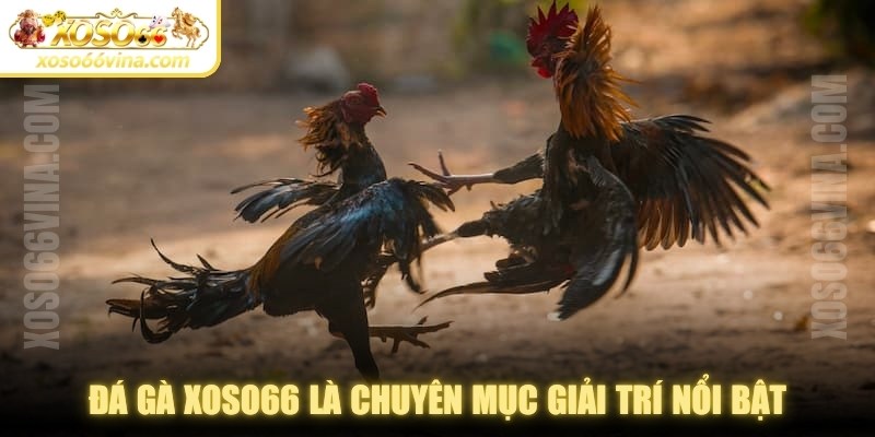 Đá Gà XOSO66 VINA Uy Tín - Đa Dạng Kèo Cược Để Chơi