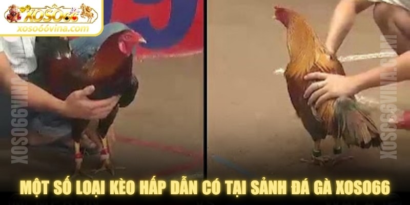Đá Gà XOSO66 VINA Uy Tín - Đa Dạng Kèo Cược Để Chơi