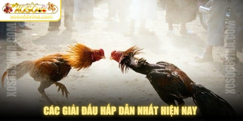 Đá Gà XOSO66 VINA Uy Tín - Đa Dạng Kèo Cược Để Chơi