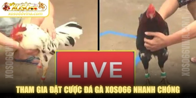 Đá Gà XOSO66 VINA Uy Tín - Đa Dạng Kèo Cược Để Chơi